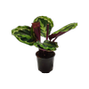 120mm Calathea Medallion