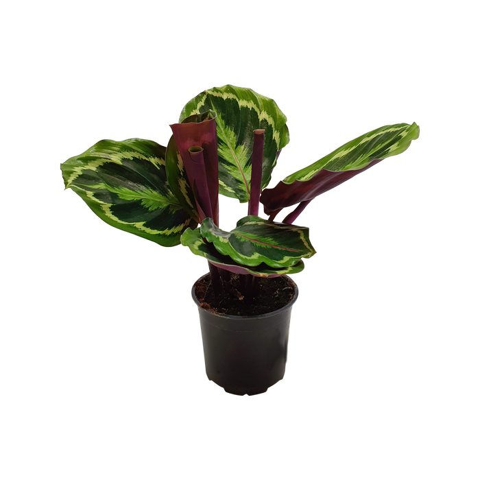 120mm Calathea Medallion