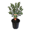 3.5L Pittosporum Stephens Island - Pittosporum tenufolium