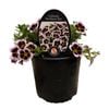 Gardening Solutionz 14cm Calitastic Bordeaux Star