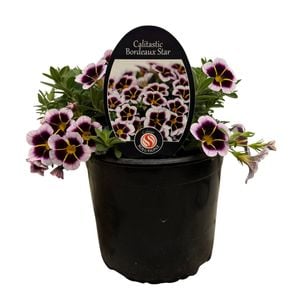 Gardening Solutionz 14cm Calitastic Bordeaux Star