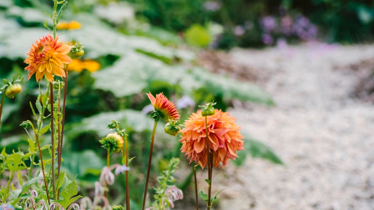 Orange flowers blooming along a gravel pathway