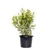 270mm Viburnum - Viburnum tinus