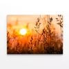 Close Up View of Sunrise Field  Print 100% Australian Made 150 x 100cm  (Stretched)