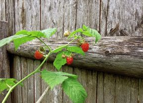 Raspberries growing on plant.