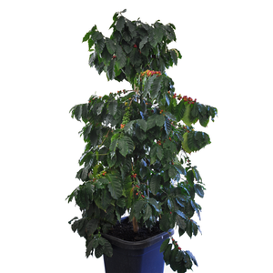 1.9L Coffee - Coffea arabica - Incredible Edibles Range