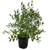 2.5L Metrosideros umbellata Variegated - Metrosideros