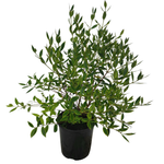 2.5L Metrosideros umbellata Variegated - Metrosideros