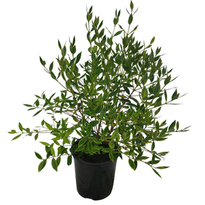 2.5L Metrosideros umbellata Variegated - Metrosideros