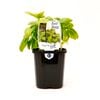 95mm Basil Sweet - Ocimum basilicum