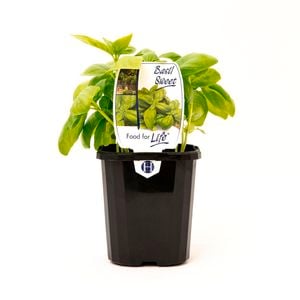 95mm Basil Sweet - Ocimum basilicum