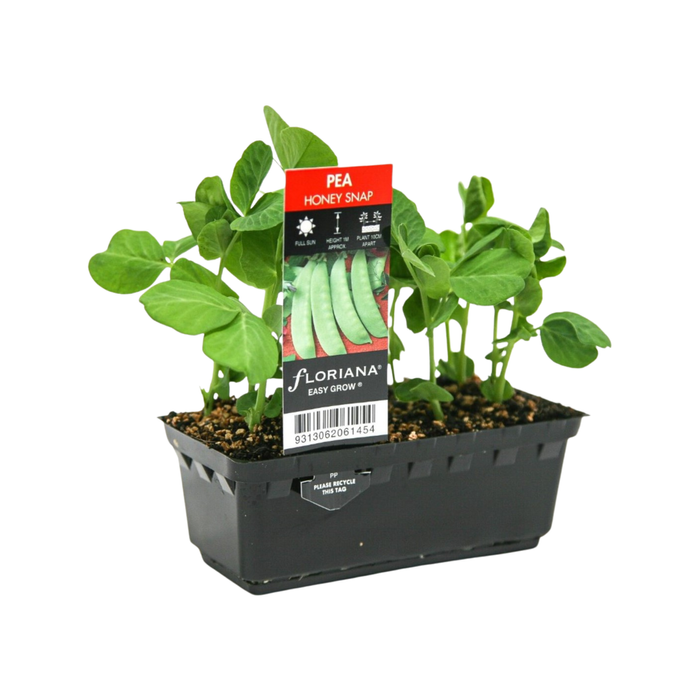 100mm Honey Snap Peas - Pisum sativum