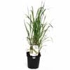 125mm Food for Life Range Lemongrass - Cymbopogon citratus