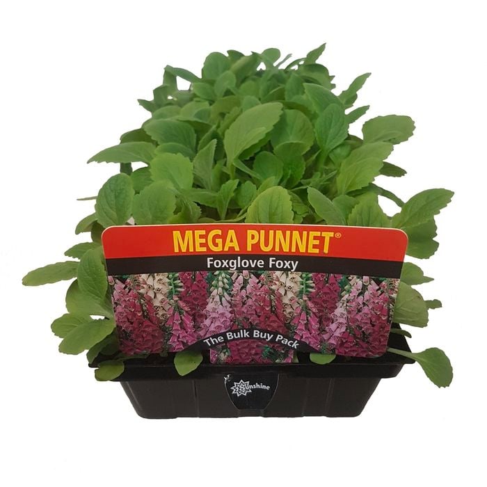 Foxglove - Digitalis purpurea - Mega Punnet Flowering Range - Bunnings ...