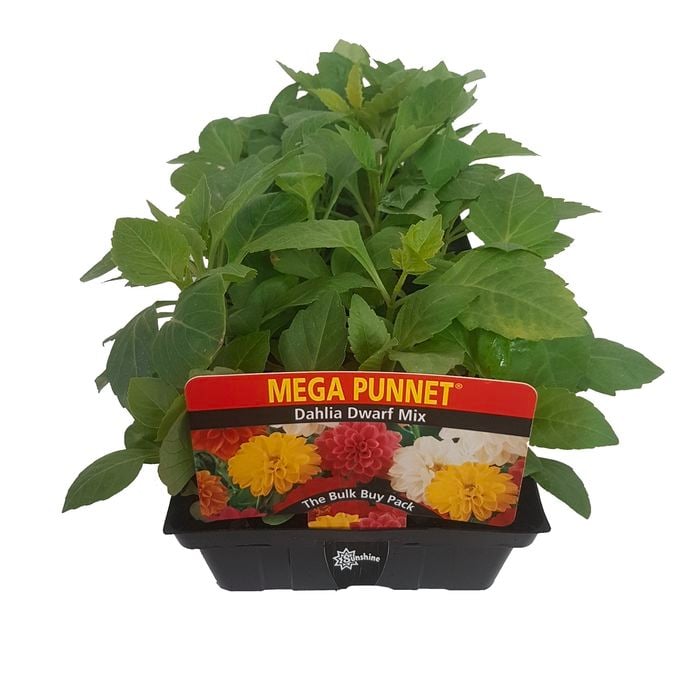 Mega Punnet Dahlia Dwarf - Dahlia x hybrida