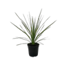 2.5L Flax - Cordyline Jive