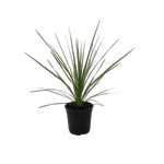 2.5L Flax - Cordyline Jive