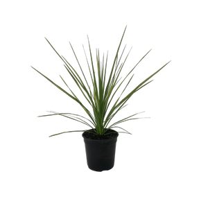 2.5L Flax - Cordyline Jive