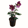 2.4L Helleborus Ice n Roses Early Red - Coseh 5300