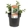 180mm Correa Dusky Bells - Correa reflexa x mannii