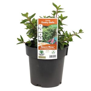 180mm Correa Dusky Bells - Correa reflexa x mannii