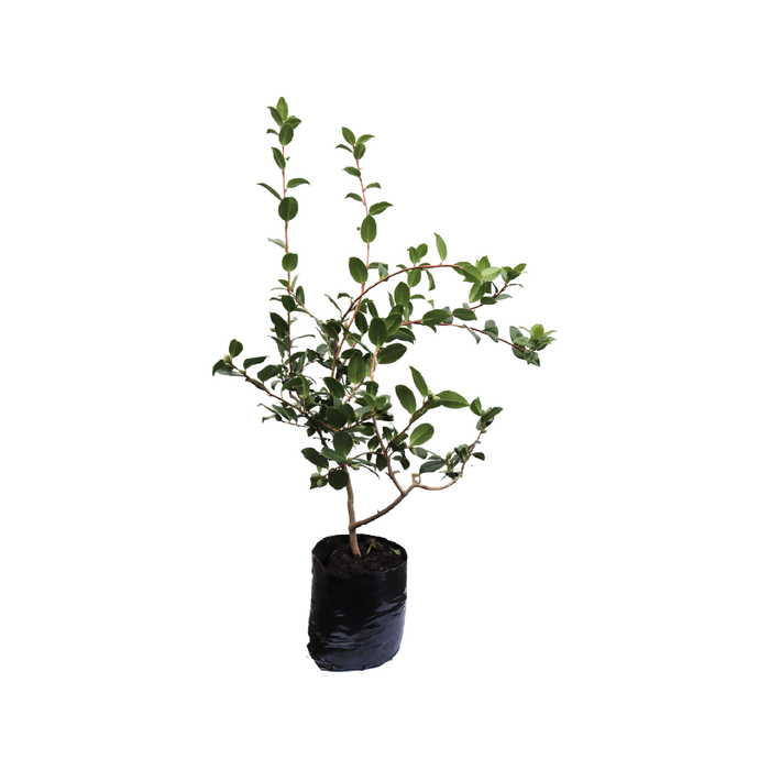 12L Camellia Waterlily - Camellia japonica