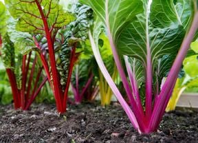 Silverbeet growing in a garden