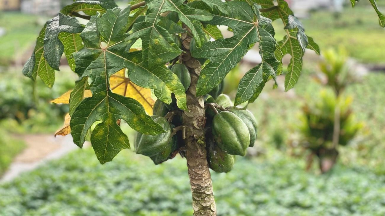 A small tree with green mountain pawpaw fruit and leaves. [[2609NZ] P...l Fruit_V1 | Word]