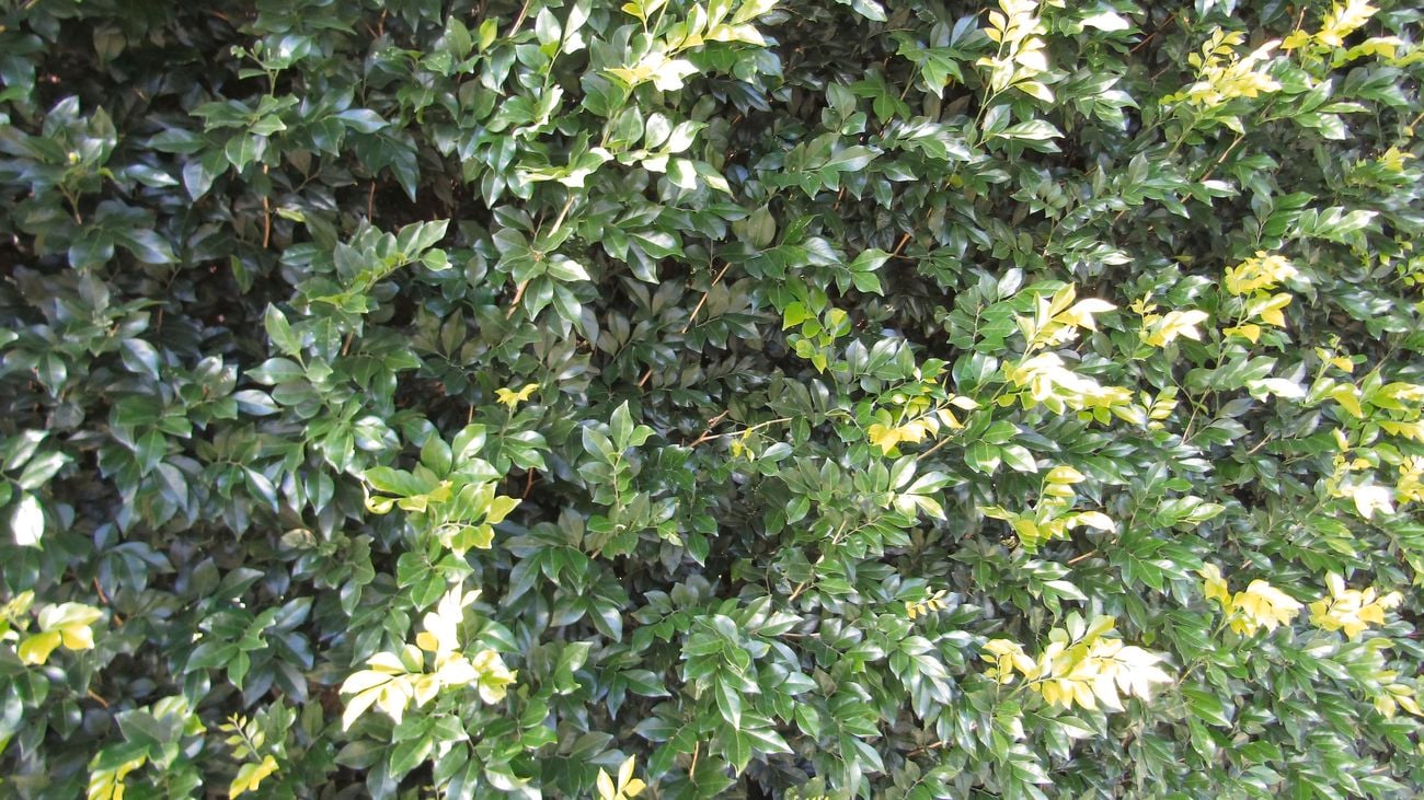 Murraya hedge growing.