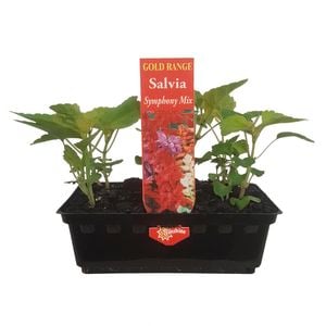 Punnet Salvia Symphony Mix - Gold Flower Range