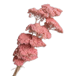 Blooms Of Joy 70cm Pink Preserved Achillea Flowers