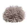 Reptile One Plant Mini Sphagnales Grey W/ Ceramic Base 6cm (46830)