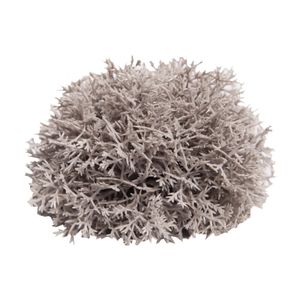 Reptile One Plant Mini Sphagnales Grey W/ Ceramic Base 6cm (46830)