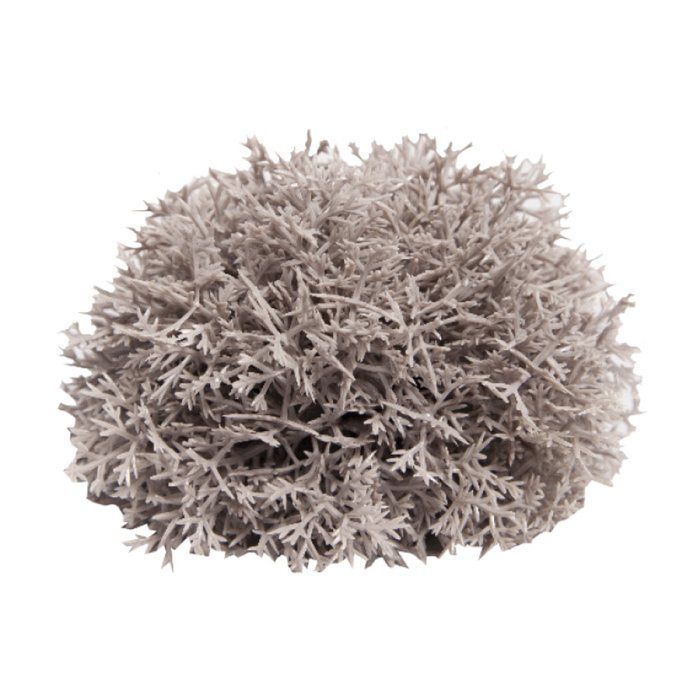 Reptile One Plant Mini Sphagnales Grey W/ Ceramic Base 6cm (46830)