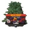 Pansy Butterfly - Mega Punnet Flowering Range