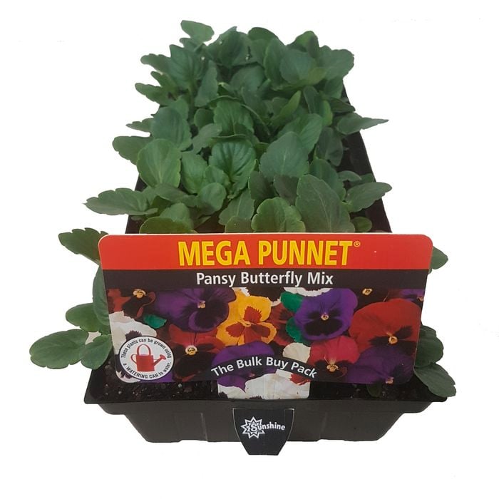 Pansy Butterfly - Mega Punnet Flowering Range