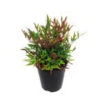 1.9L Nandina Little Flick - Nandina domestica