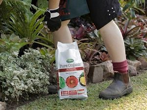 Person tends to the garden with some Pure Organic.