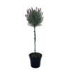 10L Lavender - Lavandula major