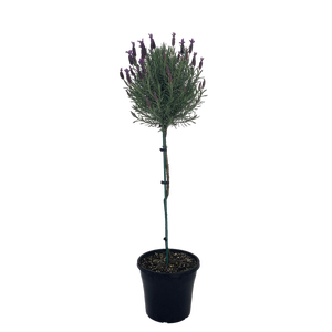 10L Lavender - Lavandula major