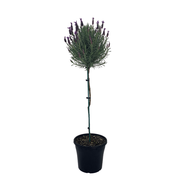 10L Lavender - Lavandula major