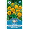 Mr Fothergill's Sunflower Teddy Bear Seeds