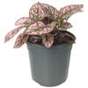 130mm Pink Splash Freckle Face - Hypoestes phyllostachya