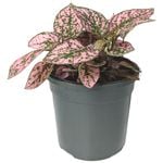 130mm Pink Splash Freckle Face - Hypoestes phyllostachya