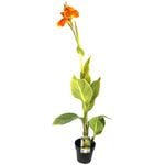 180mm Canna Tropicanna Gold - Canna var.