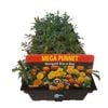 Marigold Boy O Boy - Tagetes patula - Mega Punnet Flowering Range