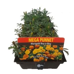 Marigold Boy O Boy - Tagetes patula - Mega Punnet Flowering Range