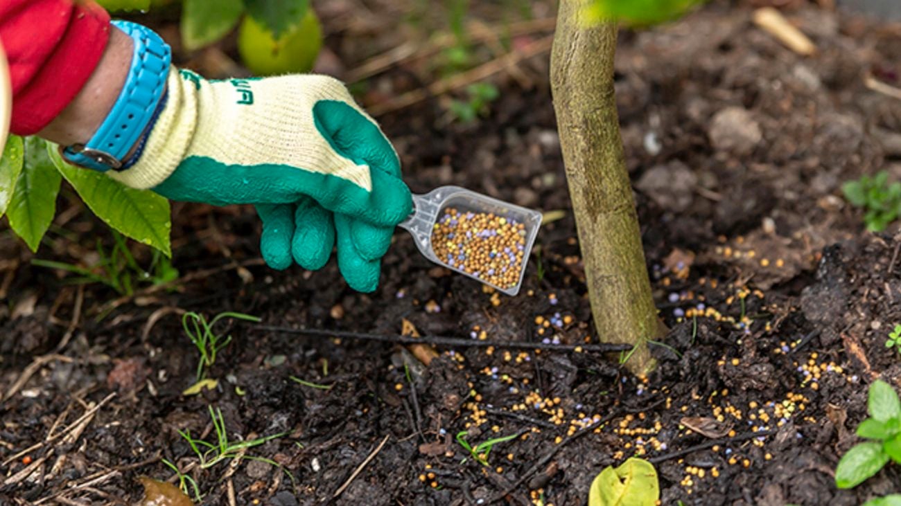 A person adding a scoop of granular fertiliser to a plant.