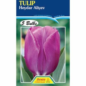 Tulip Heydar Aliyev - 5 Bulbs
