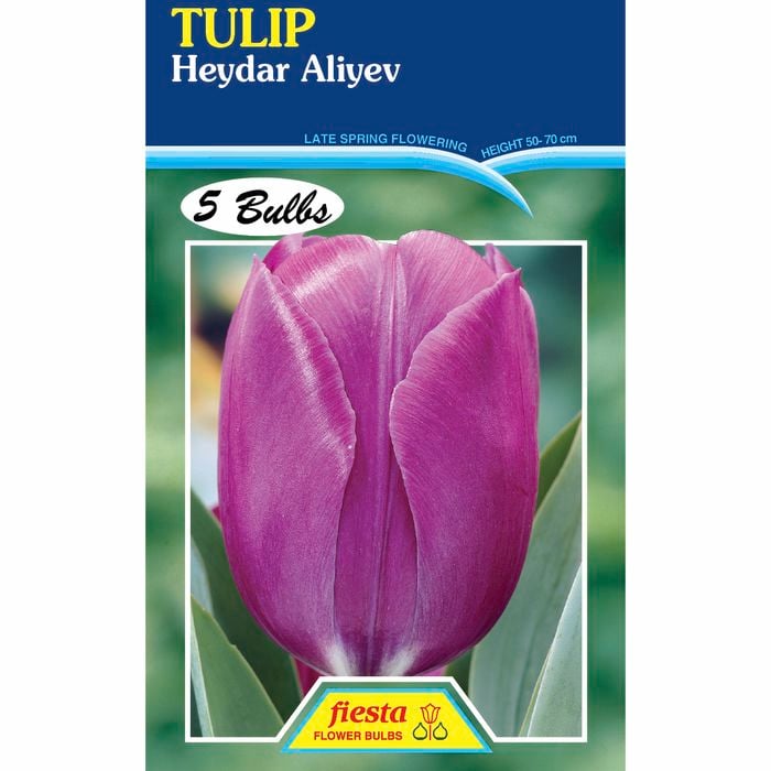 Tulip Heydar Aliyev - 5 Bulbs